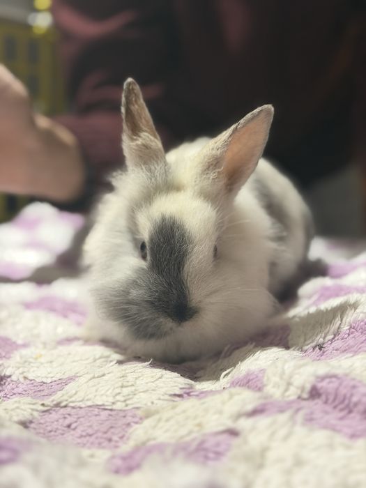 Coelhos Anões Para Venda