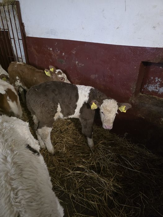 Witam sprzedam byczki jaloweczki