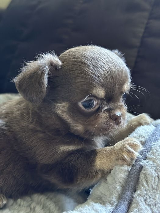 czekoladowy chłopiec Chihuahua
