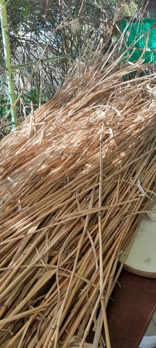 Bambus tyczki duża ilość