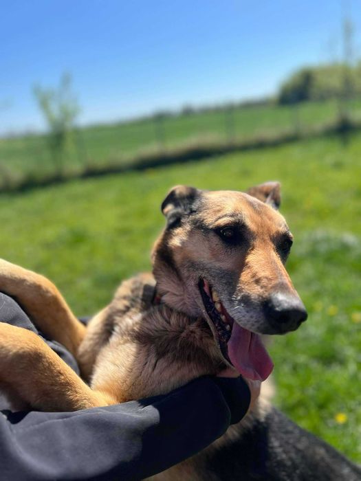 Topka - owczarek niemiecki mix, 8 lat, kocha człowieka!