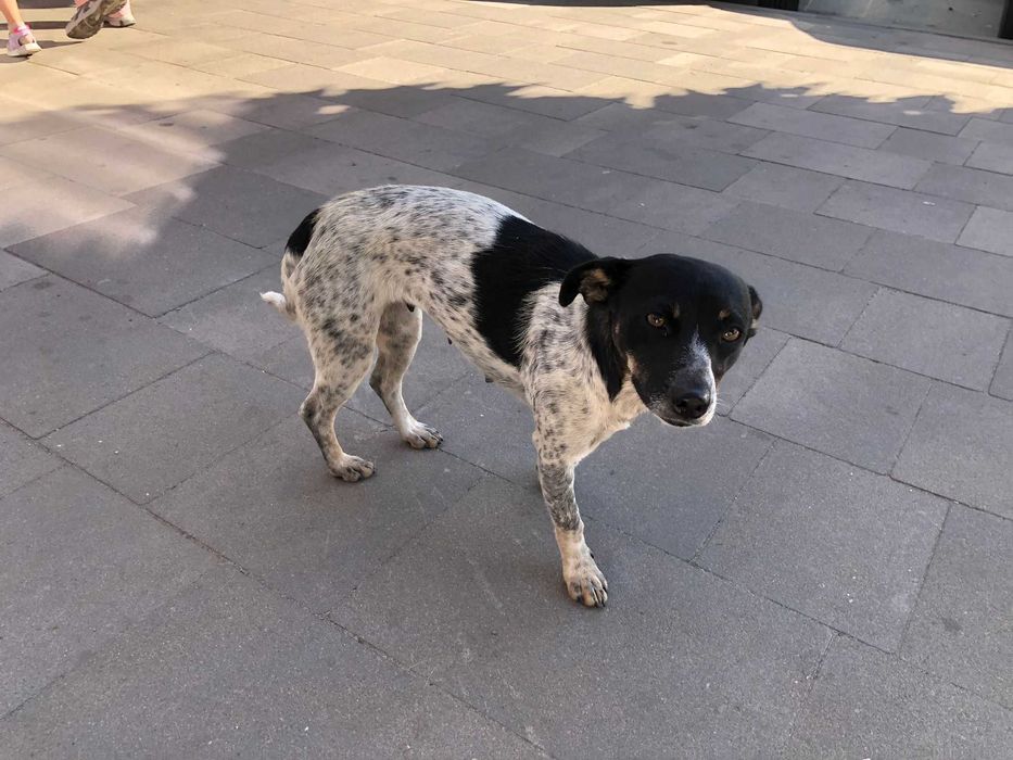 Собака, невелика собака, собачка