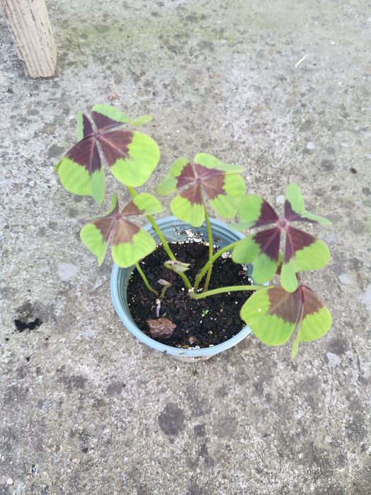 Киселиця,кислица( є багато інших квітів)