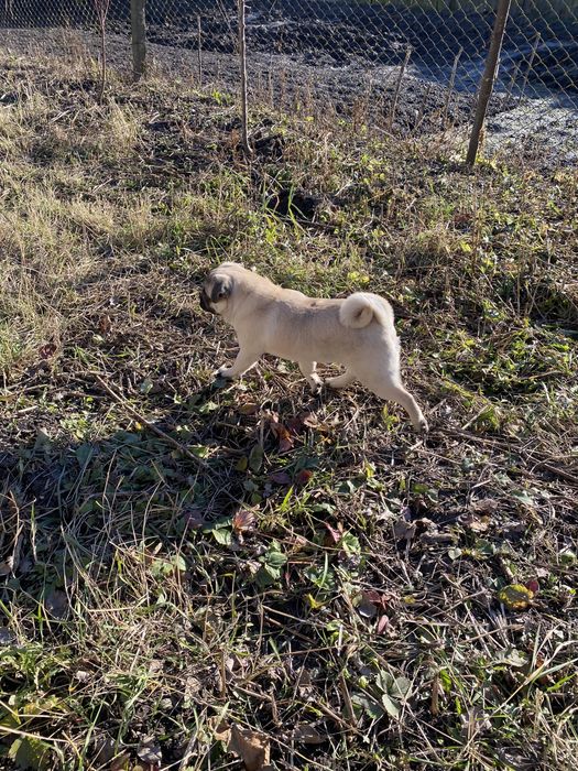 Мопс хлопчик пів року