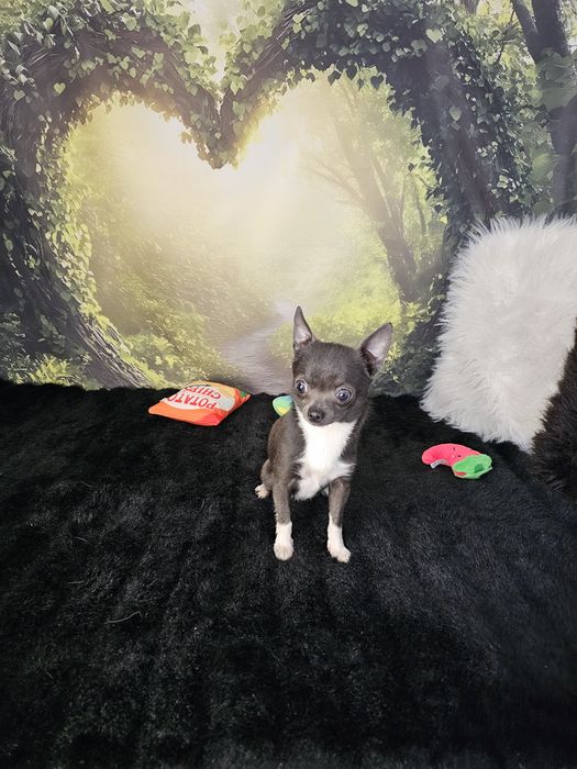 **Piesek 1,6 kg chihuahua niebieski z białym**