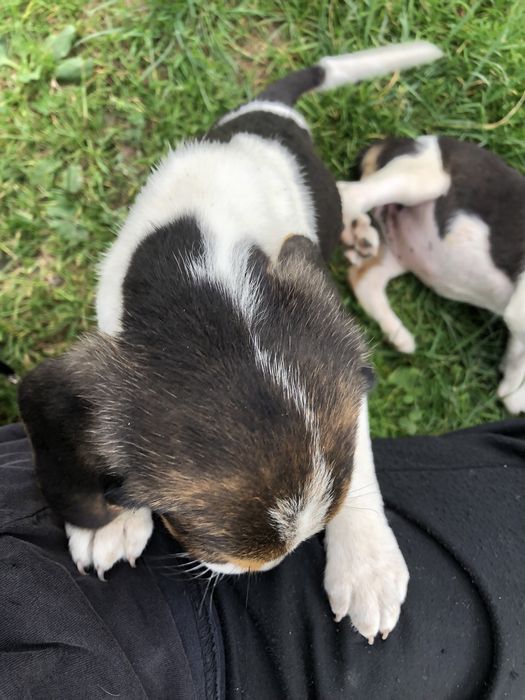 Естонці щенята