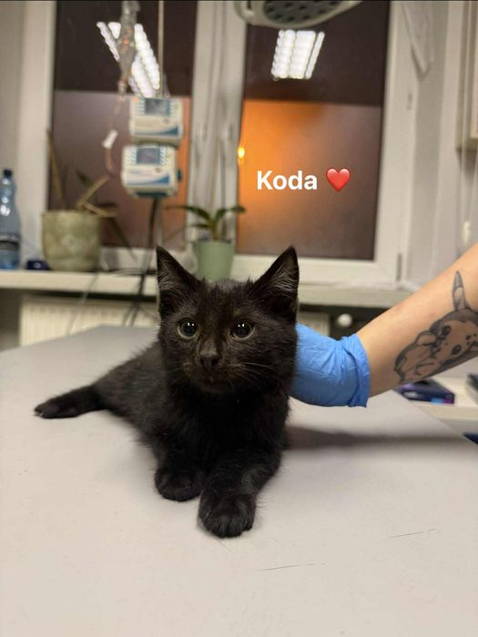 Kocięta szukają domów - małe, zdrowe, zaszczepione - wesołe - adopcja