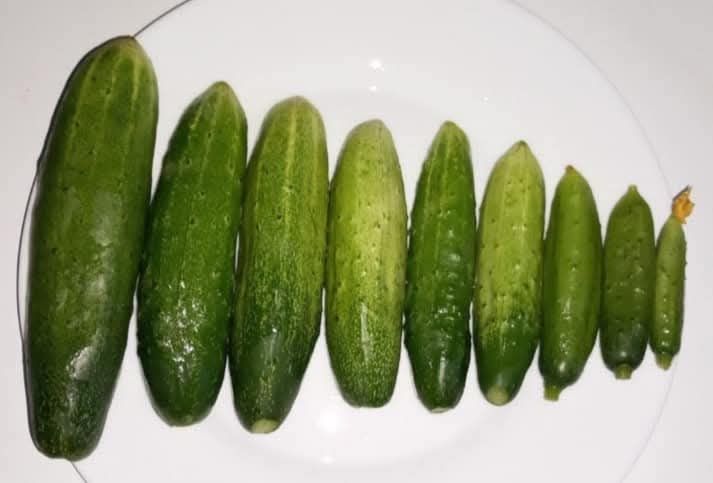 Nasiona kolekcjonerskie ogórka gruzińskiego