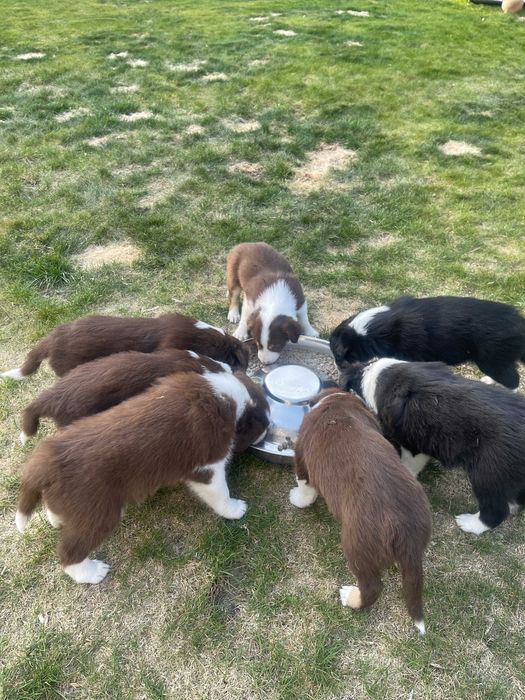 Border Collie Szczeniaczki