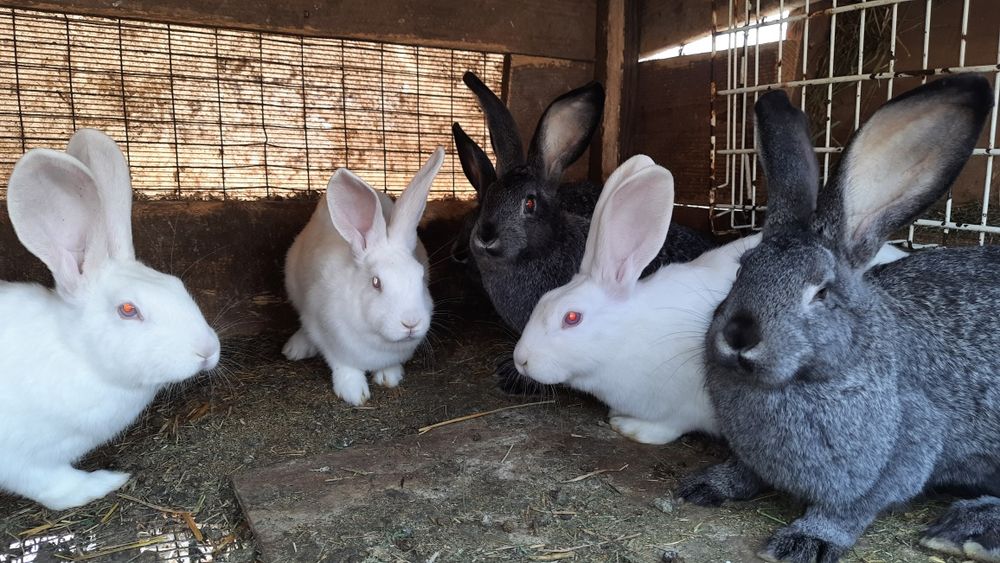 Кролики молодняк