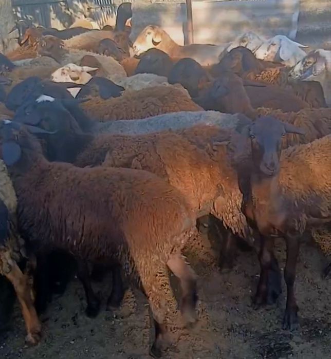 Продам оцематок котных