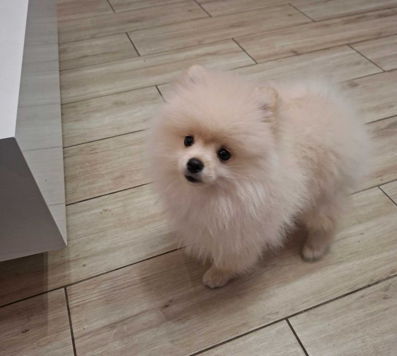 Szpic miniaturowy FCI