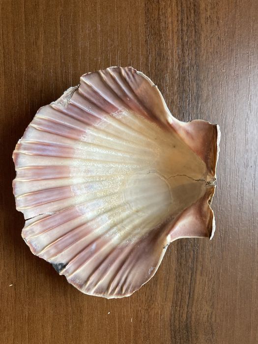 Ракушки морские в аквариум