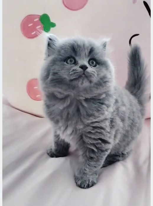 Macho British Longhair blue
