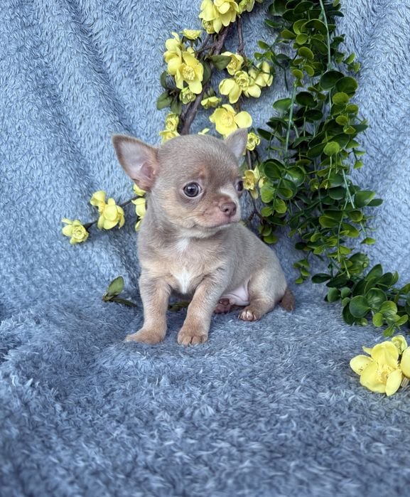 Excecional mini cor rara menino Isabella Chihuahua/Chiuaua.LinhagemRussa,Qualidade