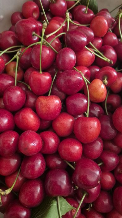 Czareśnie 13zł/kg