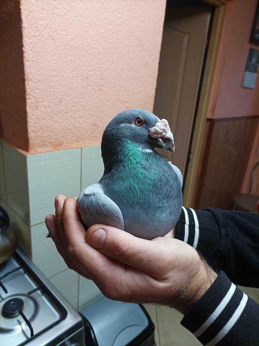 Gołębie Staropolskie