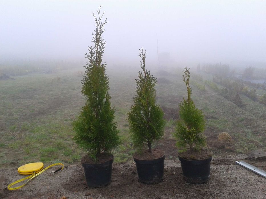 Thuja Smaragd wys  100-120 cm doniczka 3l