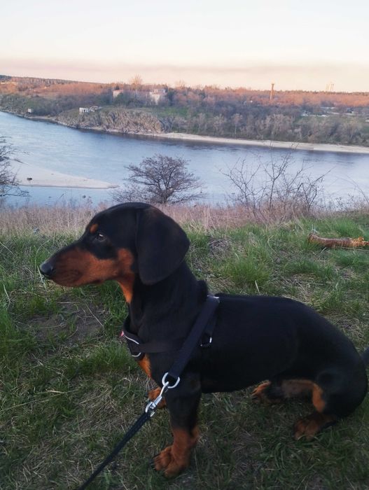 Такса, кобель такси шукає дівчинку, в'язка.