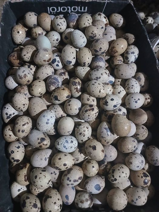 Продам домашні перепелині яйця харчове 1 лоток 20 шт 50 грн