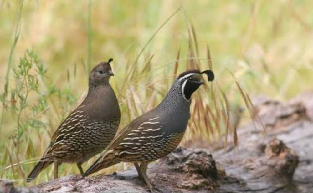 Casal de Perdiz da California