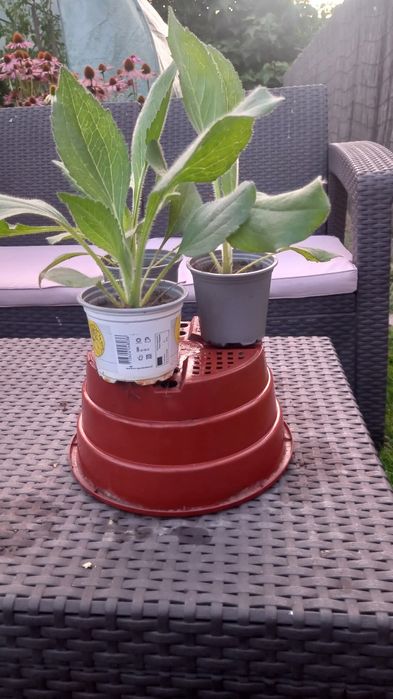 Sadzonki Rudbeki