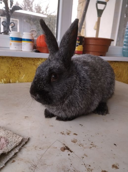 Продам кролі ПСрібло