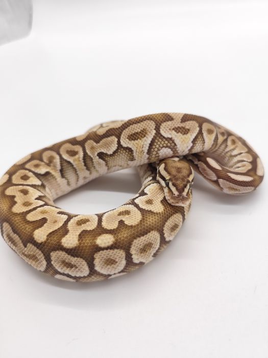 Wąż Subadult Samiec