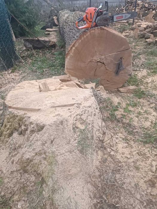 Dęby Kłody Dębowe Tartaczne Stolarskie