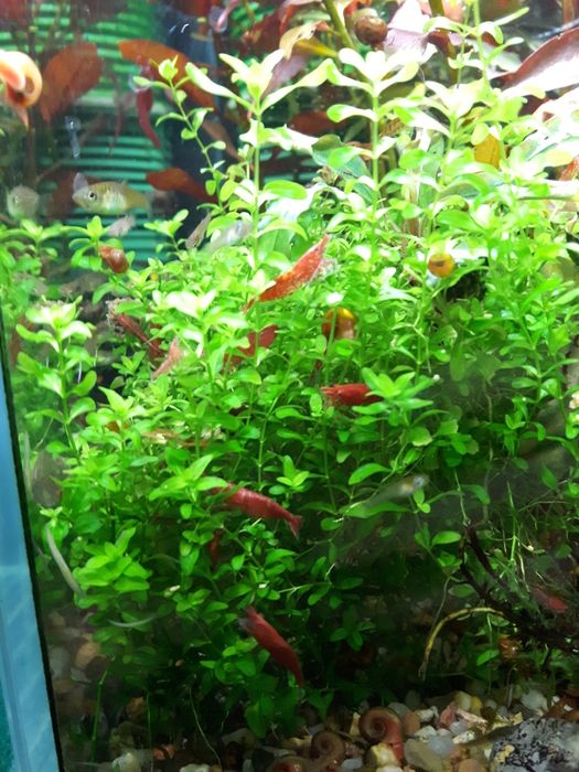 Krewetki red cherry