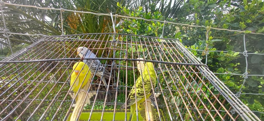 Periquito Australiano