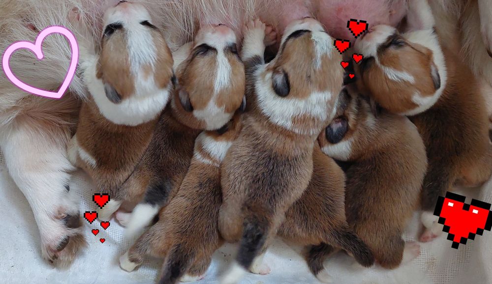 Чистокровные щенки с документами, супер Вельш Коржики