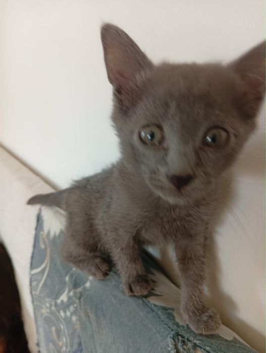 Кошенята породи russian blue