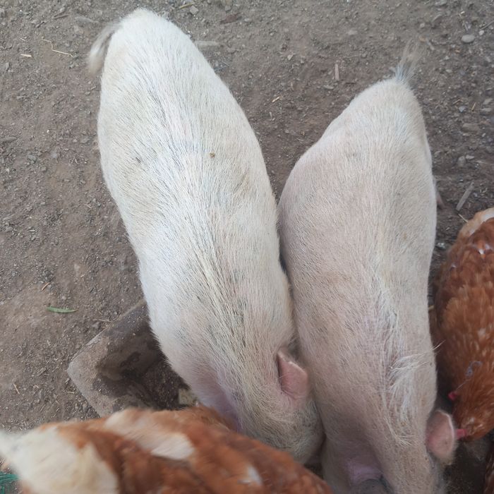 Vendo casal de   porcos vietnamitas