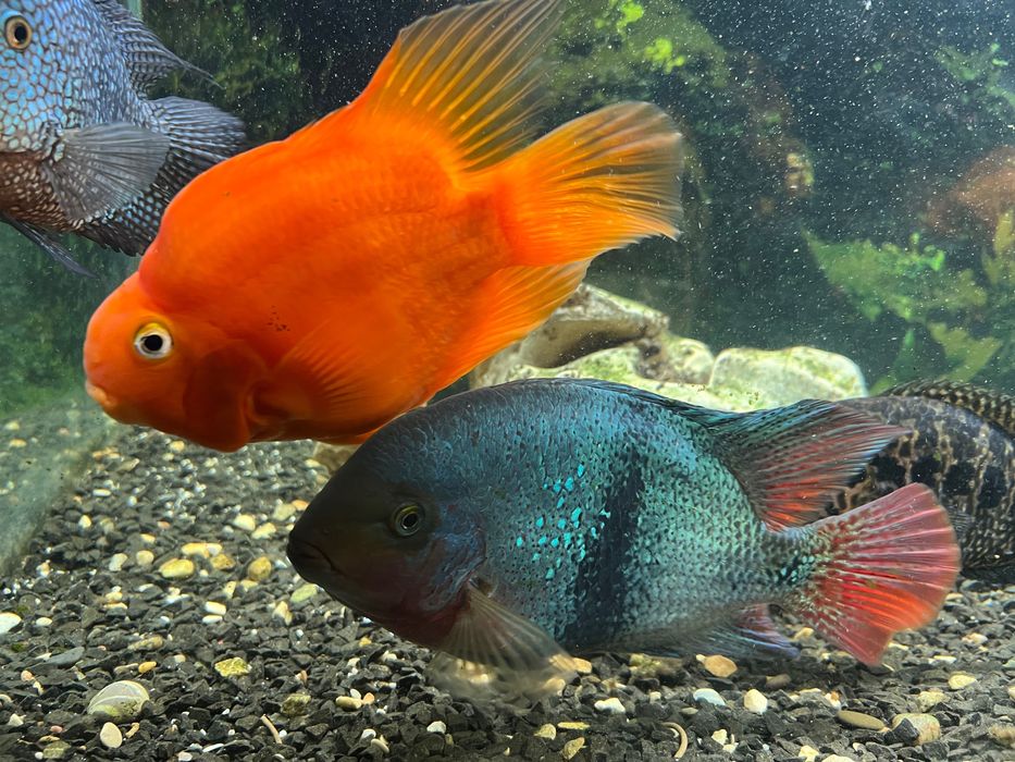 Віддам акваріумних рибок