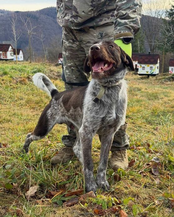 Чак, дратхаар, шукає дім