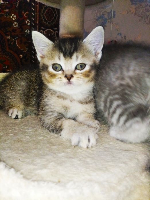Шотландские котята