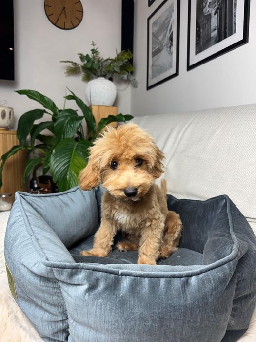 maltipoo suczka gotowa