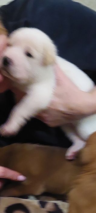 Продам  шарпей помість