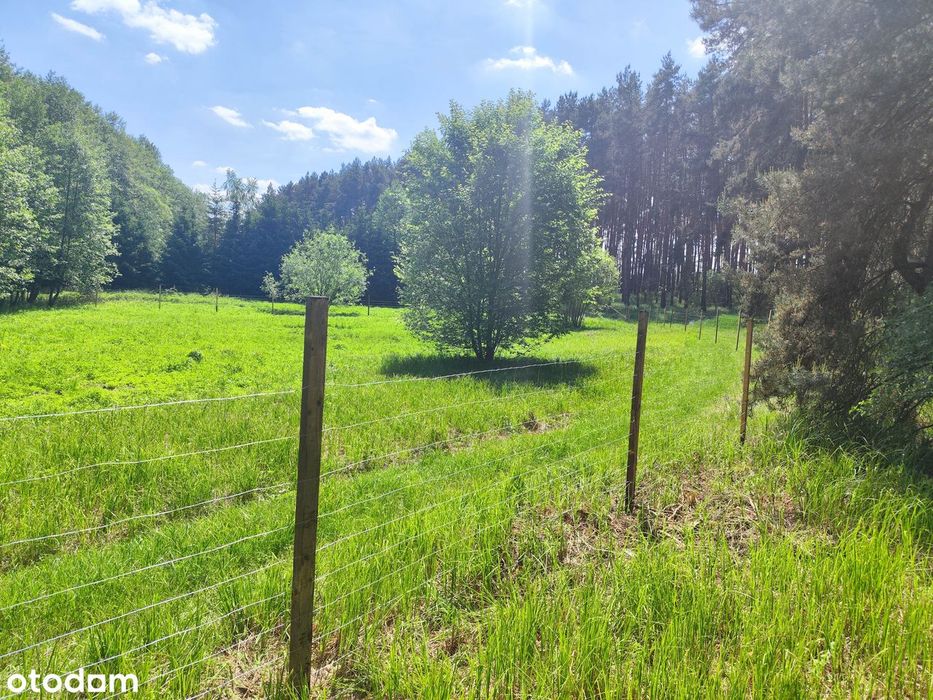 Słoneczna enklawa nad Jeziorem Lgińskim Małym – 1000m2, jezioro, las
