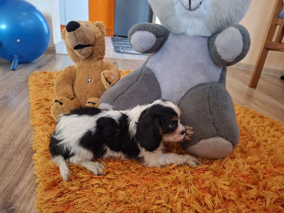 Cavalier King Charles Spaniel suczka