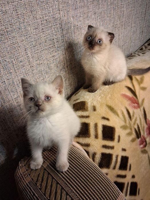 Продаються чудові кошенята