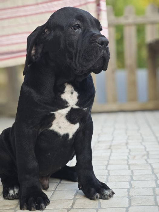 Cane corso italiano - Cachorro preto