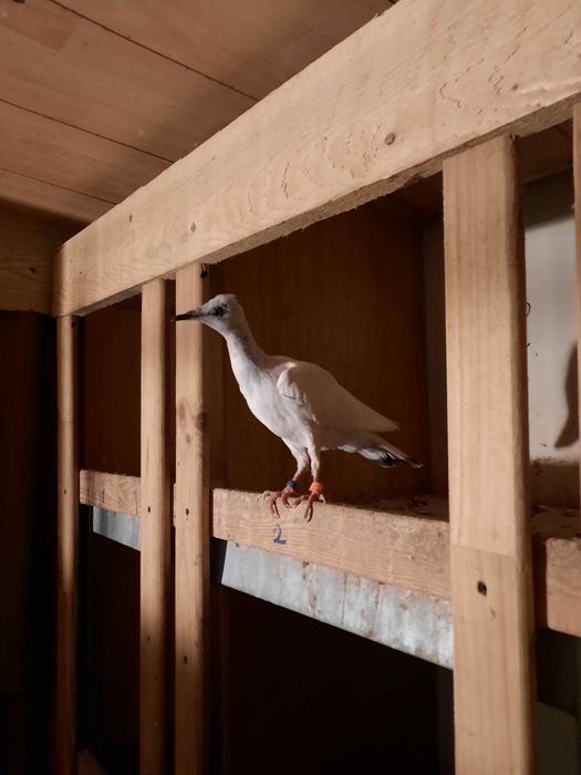 Sprzedam gołębie srebrniaka,jasne.