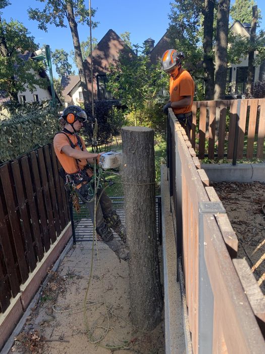 Видалення дерев,Спил дерев,Зрізання дерев,Кронування дерев,Арборист