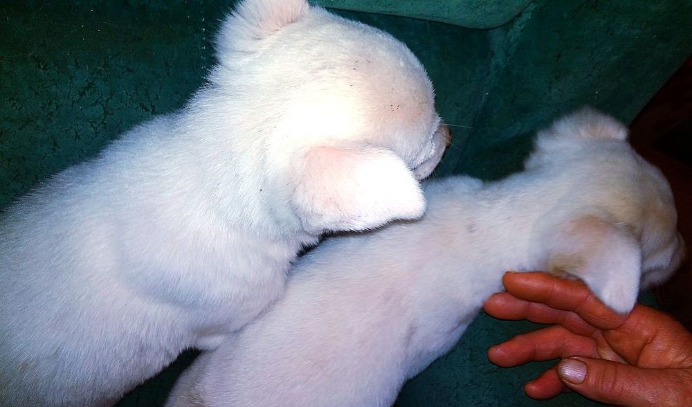 Білосніжні цуцики в подарунок