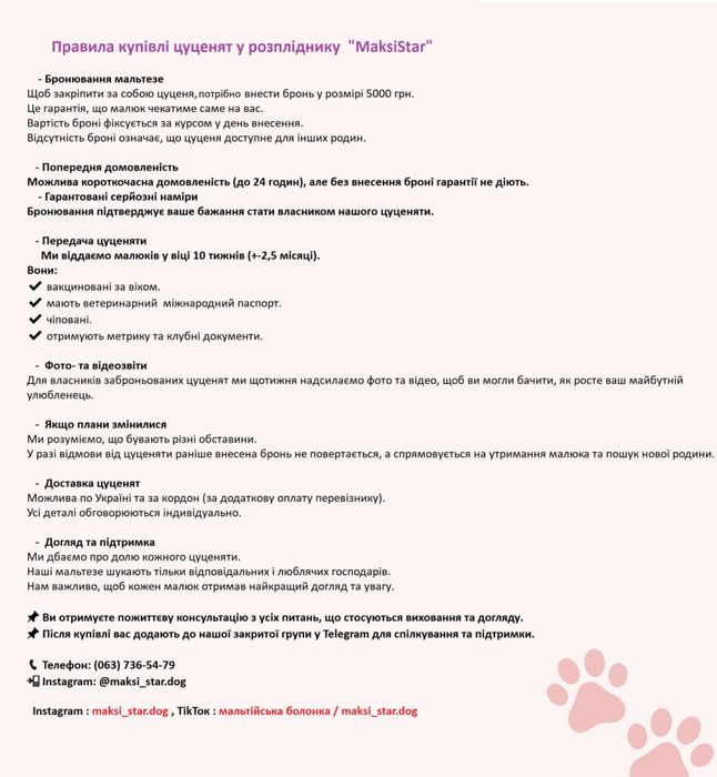 Цуценята Мальтійської болонки,Мальтезе