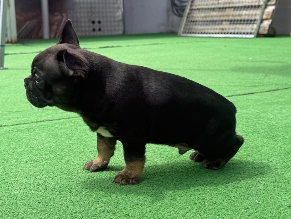 Bulldog francês macho black tan