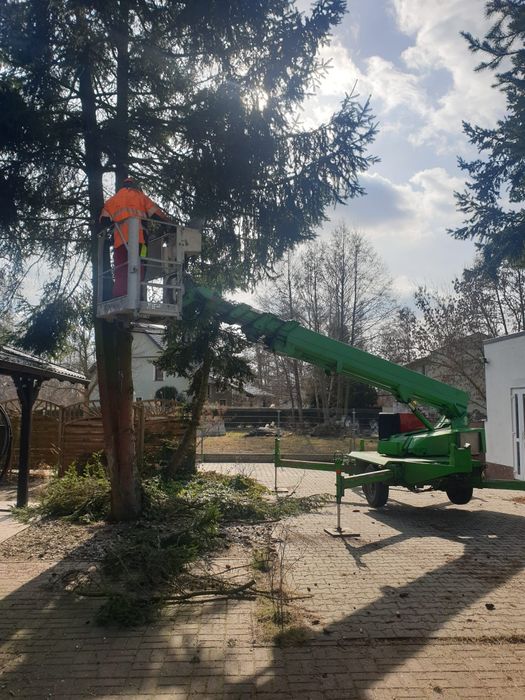 Wycinka Drzew. Usługi Ogrodnicze. Transport drewna.