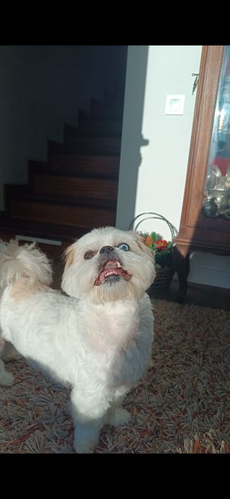 Cuidadora animais estimação